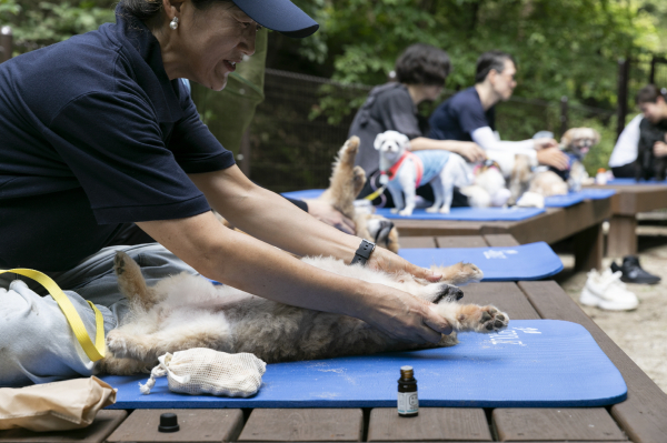 국립양평치유의숲에서 진행된 반려동행숲치유 참여 고객이 펫마사지를 체험하고 있다.