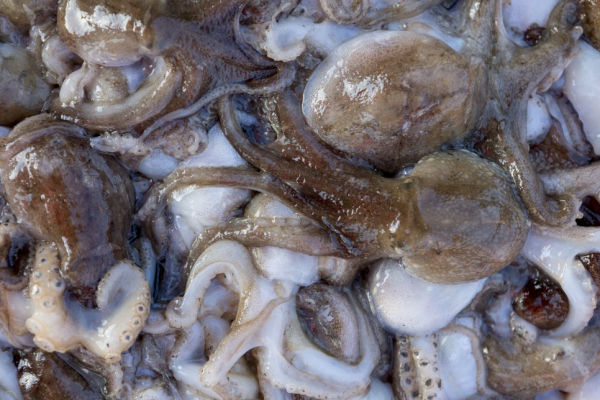 쭈꾸미 (생) 모습