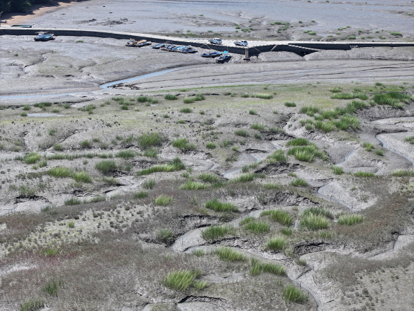 지곡면 도성항 인근에서 발견된 갯끈풀