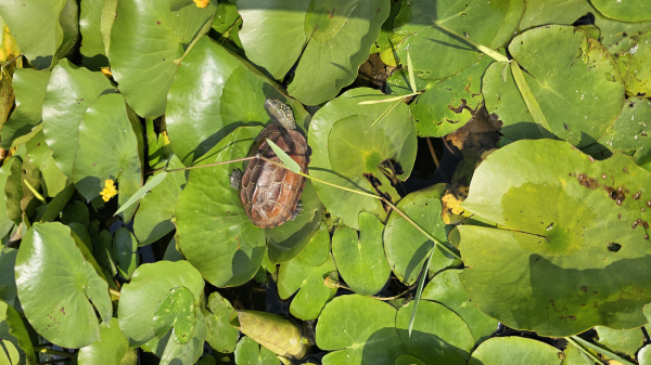 합덕제 남생이 모습