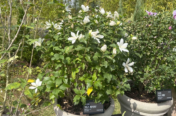 올해의 정원식물로 선정된 무궁화 ‘키즈 화이트’