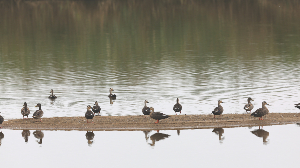 지난 12일 서산 천수만 일원에서 관찰된 겨울 철새 모습