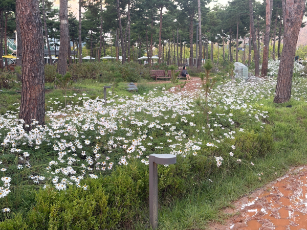 세종중앙공원 맨발산책길을 따라 피어난 구절초가 가을 정취를 더하고 있다.