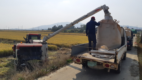 콤바인을 통해 벼를 수확하고 있는 농업인 모습
