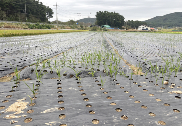 정식 후 지속적인 강우로 발아가 잘 되지 않은 태안 마늘밭 모습(2025. 10. 10.).