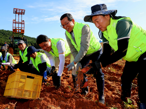 김상식부본부장(오른쪽 첫번째), 박해권조합장(오른쪽 두번째),    김정완지부장(오른쪽 세번째)이 고구마캐기 작업을 하고 있다.
