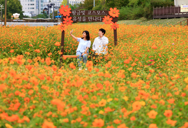 유성천·관평천·진잠천·탄동천·화산천·반석천 등 6개 도심 하천의 사계절 꽃길 조성 모습