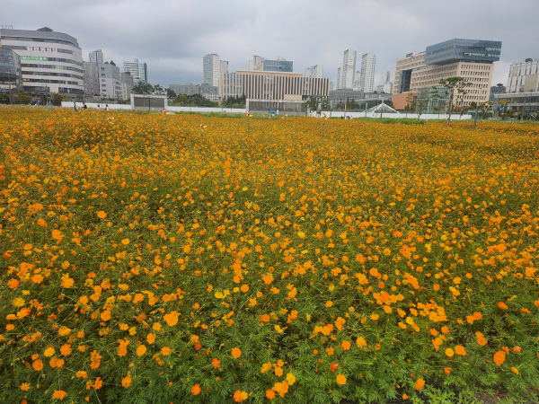 LH 세종본부 나성동 대규모 꽃밭 조성 모습
