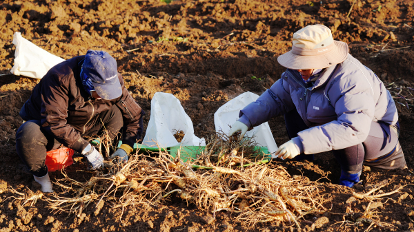 22일 해미면 웅소성리에서 농가들이 인삼을 수확하고 있는 모습