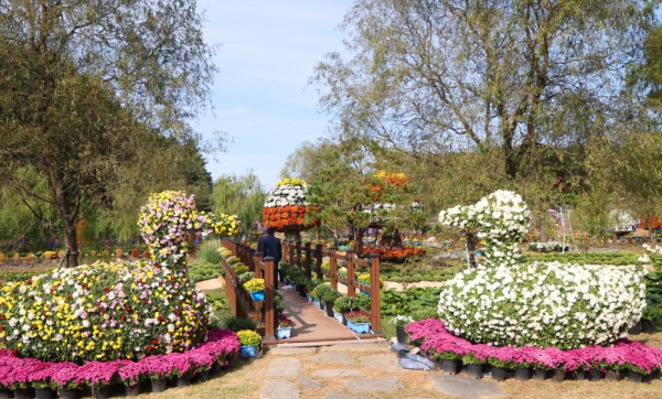 지난해 국화축제 모습.