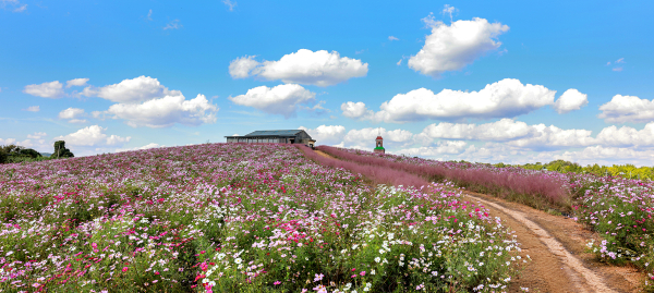 천북 청보리밭 코스모스 모습