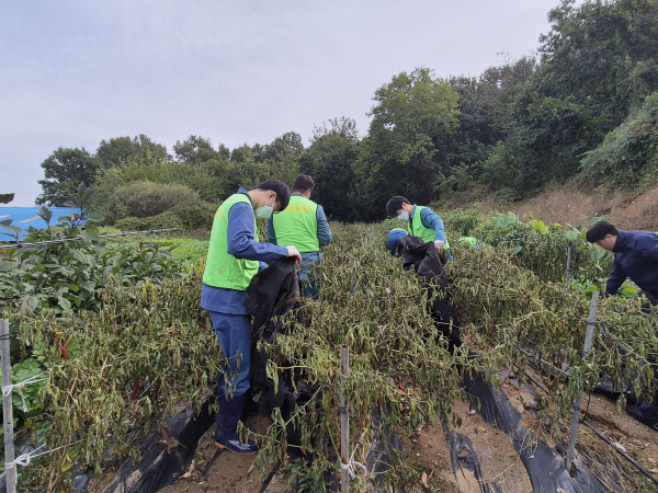 충남세종농협·홍성교도소 보라미봉사단, ‘농심천심 농촌일손돕기’ 진행 모습