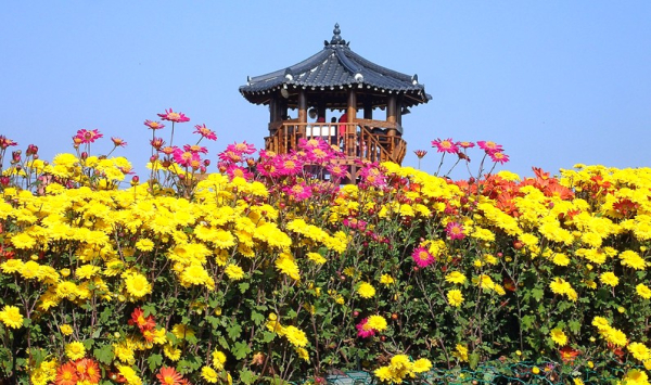 2023년 11월 3일부터 12일까지 개최된 서산국화축제 모습