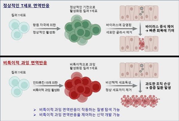 인터류킨-15에 의한 킬러 T세포의 비특이적 과잉 활성화와 조직 손상 모식도