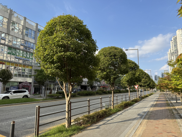 세종시 가로수길 조성