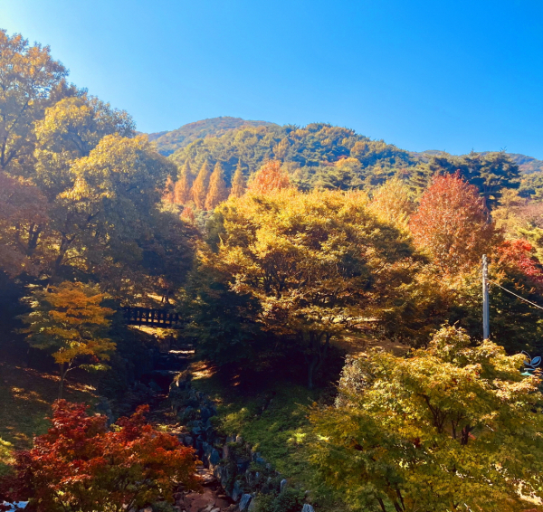 2.봉수산 자연휴양림 단풍 모습 (1)