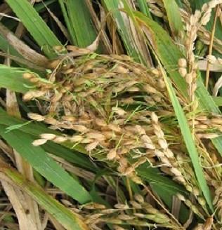 수발아 현상 벼 모습