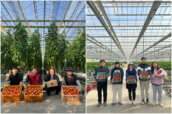 완숙토마토 수확, 딸기 수확 모습