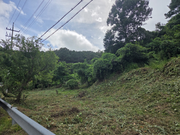 대전 서구 흑석동 일원 덩굴 분포 현장