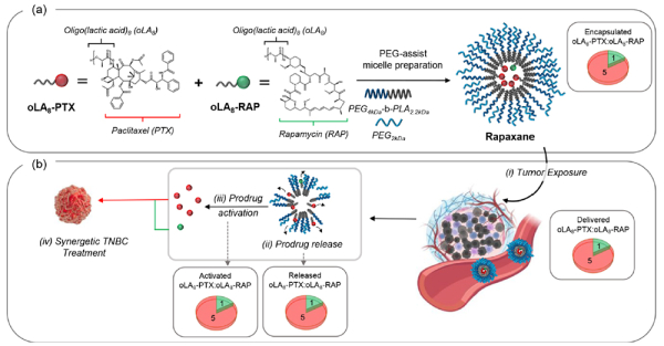 라팍산(Rapaxane)의 작동 모식도.