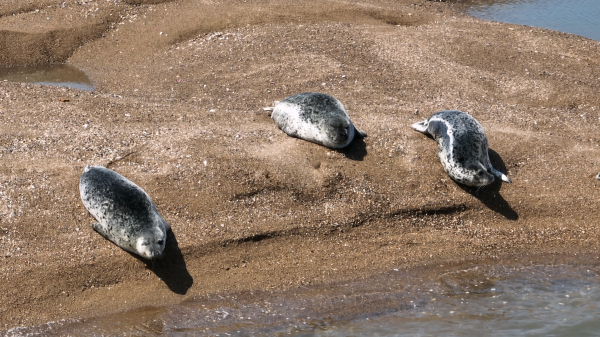 가로림만 내 모래톱에서 5월 23일 포착된 점박이물범
