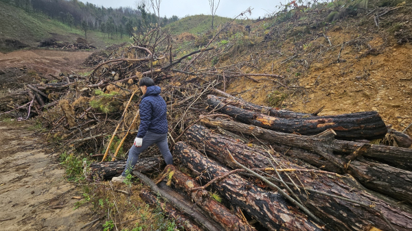 2025년 3월경 발생한 의성·안동 산불 피해목 집하장 사진