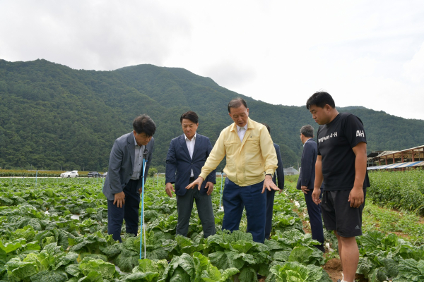 지난 여름배추(하라듀) 포전 현장 점검 모습