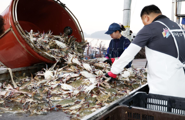 백사장항 꽃게 출하 모습.