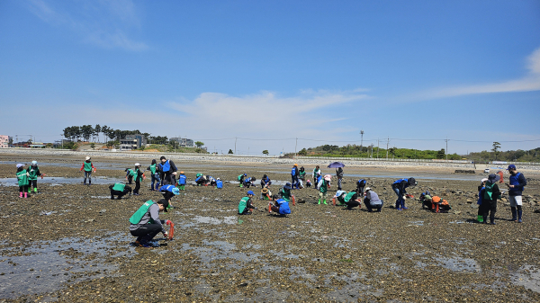 지난해 간월도 일원에서 바지락 캐기 체험을 즐기는 참여자 모습