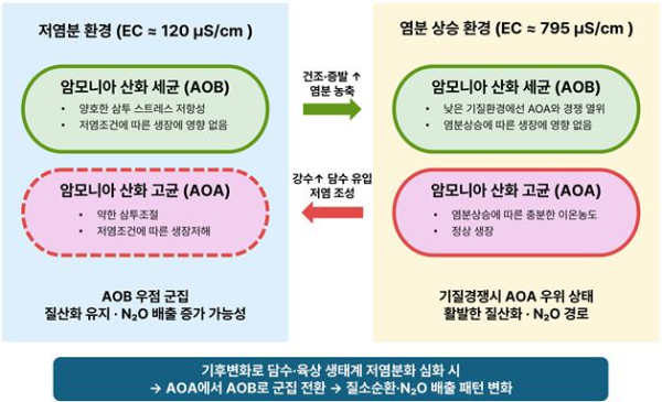 저염화에 따른 담수·육상 암모니아 산화 미생물 군집 및 질소 순환 변화 모델