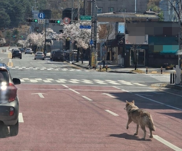 대전 오월드 동물원에서 탈출한 수컷 늑대 '늑구'가 오월드 네거리를 배회하고 있다. / 대전소방본부 제공